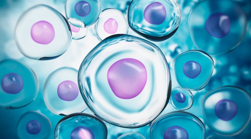 What Exactly is a Stem Cell?