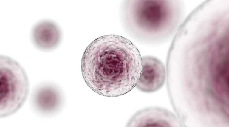 A close-up, digital illustration of several translucent mesenchymal signaling cells with purple centers, floating on a white background. The image highlights cellular structure and provides a scientific, microscopic view.