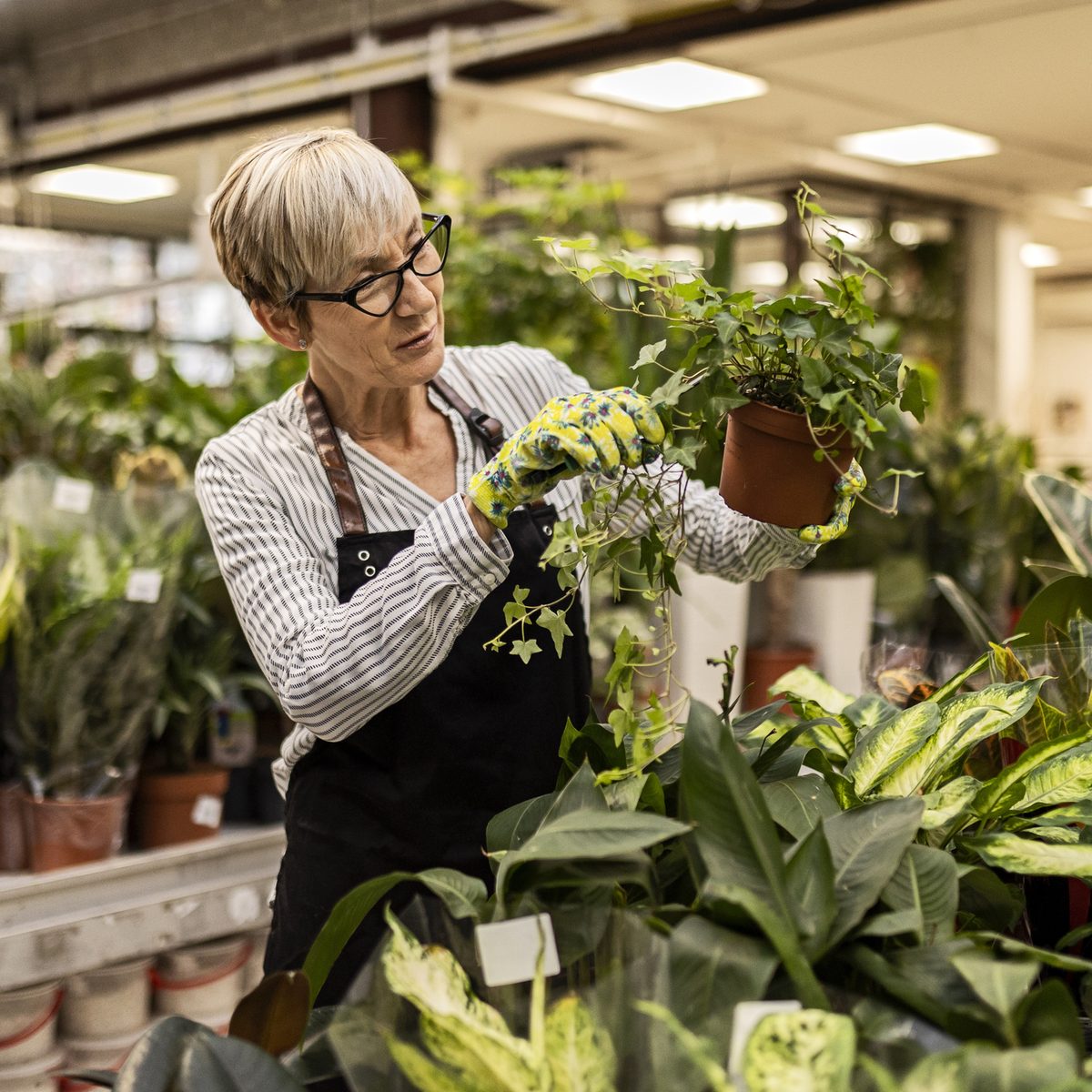 A person wearing glasses, a striped shirt, and an apron holds a potted ivy plant in a garden center.