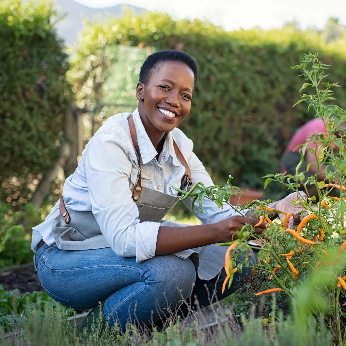 A woman wearing an apron smiles while harvesting orange chili peppers in a garden.