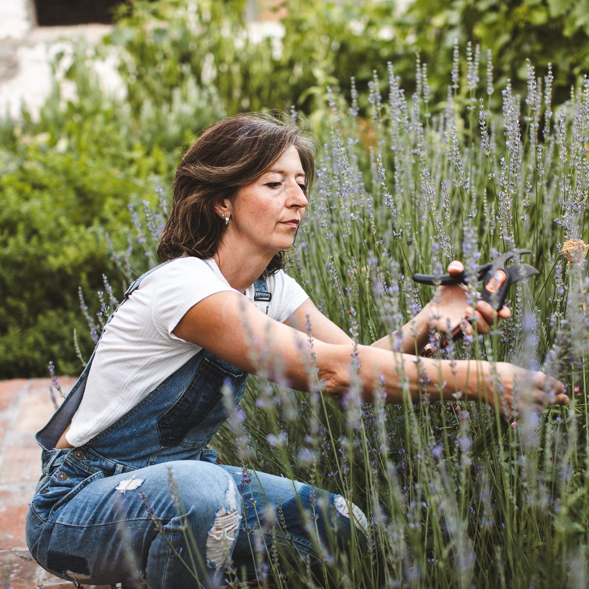 A woman in denim overalls uses hand pruners to trim a row of lavender.